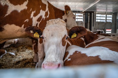 Krávy z Rakouska v transportu na odpočívadle v Turecku - Nevinné oběti